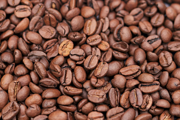 Coffee plantation